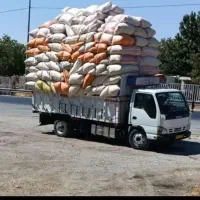 کاه گندم جو