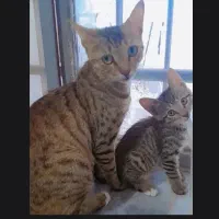 گربه به همراه بچش