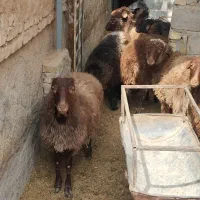 فروش گوسفند