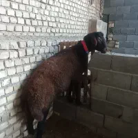 قوچ جوان همو به شرط آزمایش مجدد