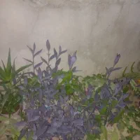 هر گلدانی ۵۰۰ هزار تومان