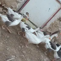 فروشی