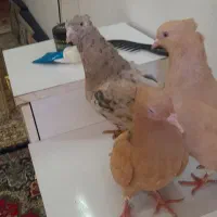 کفتر|پرنده|مشهد, شهرک بهارستان|دیوار