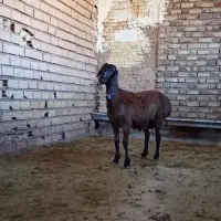 بره قوچی زاغ چینی