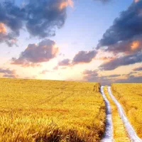 زمین دیم کشاورزی ۴هکتار