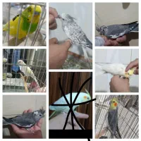 عروس هلندی فول دستی ،قناری،مرغ عشق ،قفس