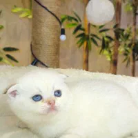 گربه فسقلی