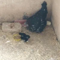 جوجه گلین ولاری