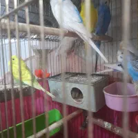 تعدادی مرغ عشق درجه یک سره حال