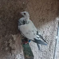 کفتر