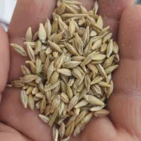 گندم|لوازم جانبی حیوانات|خرمشهر, |دیوار
