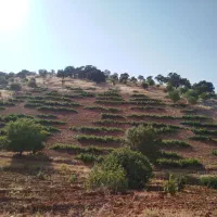 فروش-باغ-در-منطقه-دشمن-زیاری-ممسنی