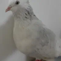 نواری خطی رسمی کلاغ هفت رنگ