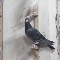 کبوتر