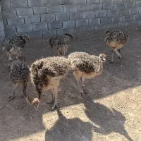 جوجه شترمرغ ۲ ماهه