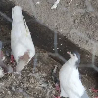 خال زرد معاوضه هم دارم