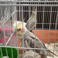 عروس هلندی نر و ماده به همراه 5 جوجه