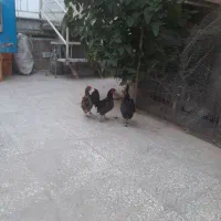 سبرایت،مینیاتوری اصل۶ماهه،