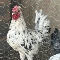 تخم‌نطفه دار گلین