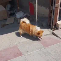 سگ پامر