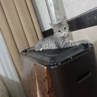 واگذاری رایگان دوتا بچه گربه ماده