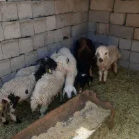 بره وبز