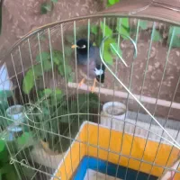 مرغ مینا نر سخنگو با قفس