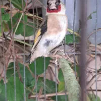 ماده سهره
