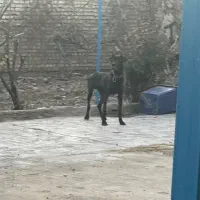 توله گریت دین نر