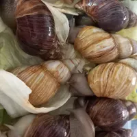 حلزون آچاتینا