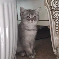 گربه بریتیش سیلور ۳ ماهه