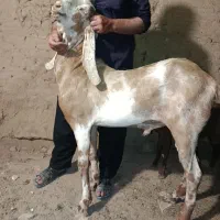کره نجدی بره شال اصیل