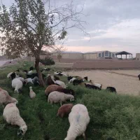 انواع گوسفند زنده