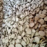 تخم هندوانه کلاله