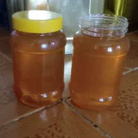 عسل تناژ گشنیز و گون