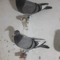 جفت ابلق شاپرسفیدپلاکی