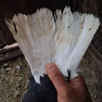 کبوتر نر مست