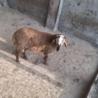 غوچ نژاد دار