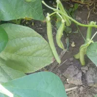 لوبیا|خوردنی و آشامیدنی|ارومیه, |دیوار