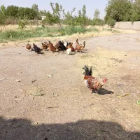 فروش مرغ وخروس