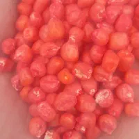 زرت|لوازم جانبی حیوانات|اردبیل, |دیوار