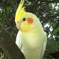 پیدا شده