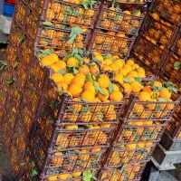 کار در میوه فروشی