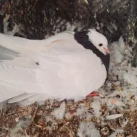 فروش جفت طوق سیاه