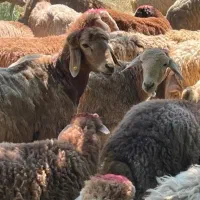 گوسفند خونی برای نمادین