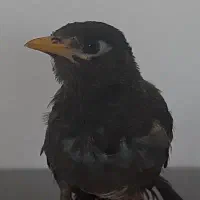 مرغ مینا