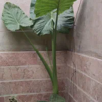 گل طبیعی باباادم
