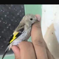 جوجه سهره
