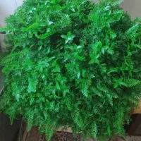 گرین وال برگ سیکاس گیشنیز