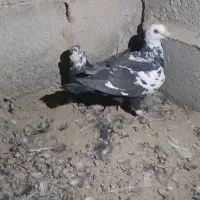 سوسکی